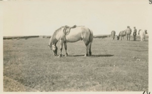 Image of Iceland pony